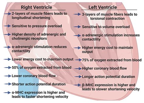 lv and rv function|right ventricular systolic dysfunction.